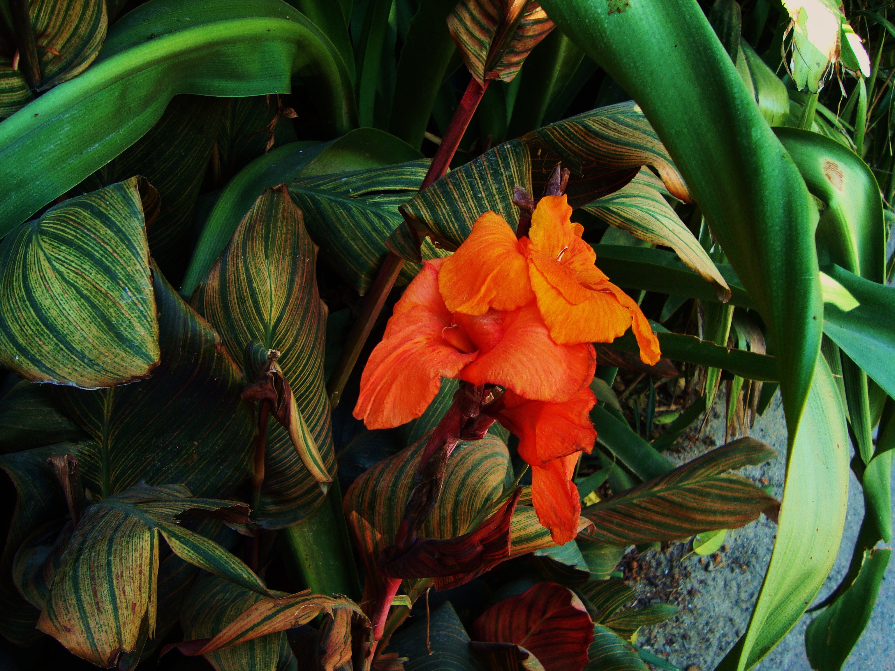 Ana Mason Therapy - Integrative Humanistic Counselling and Reiki Healing | BACP Counsellor South West London